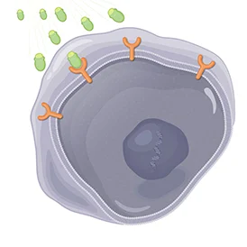 Image of a cell and Lutathera
