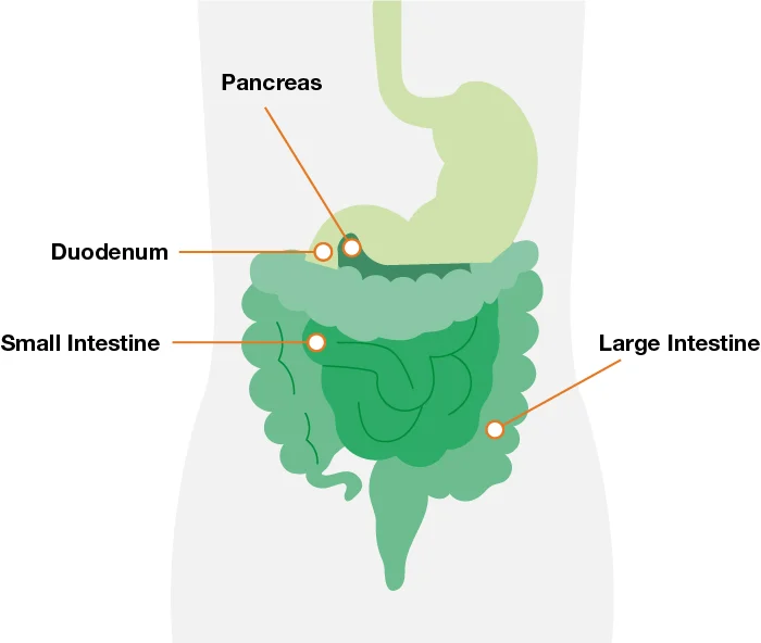 Diagram of the pancreas, duodenum, large intestine, and small intestine.